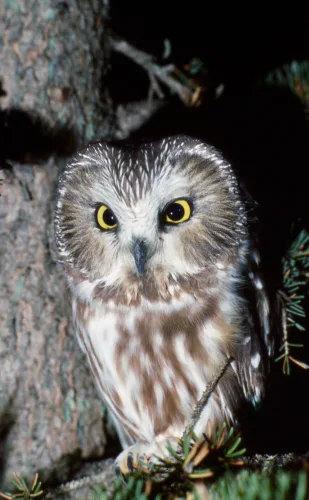 What's Flying: See, hear and smell the season